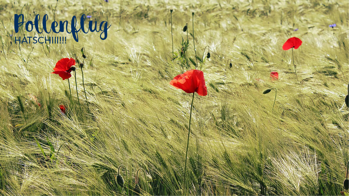 Allergien bei Hunden – so hilfst Du Deinem Hund!