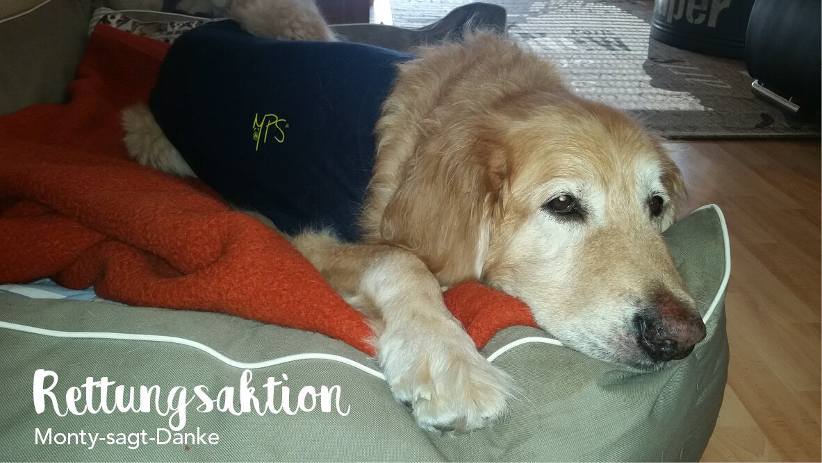 Rettungsaktion der Seenotretter für todkranken Hund Monty