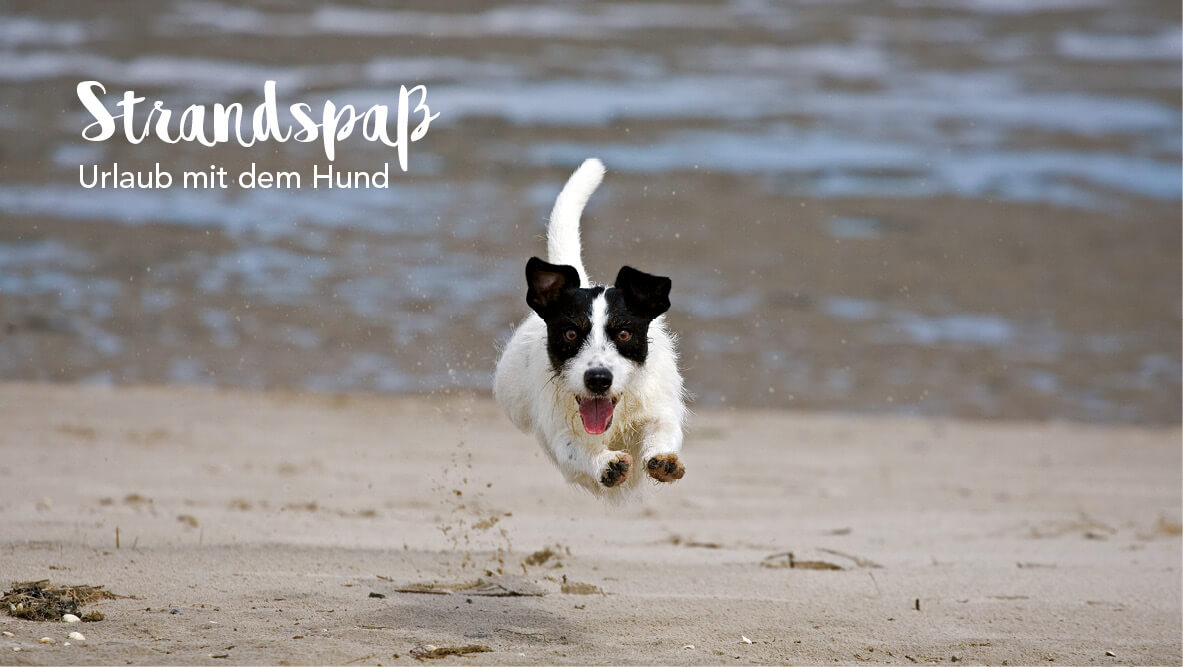 So machst Du Deinen Hund überglücklich!