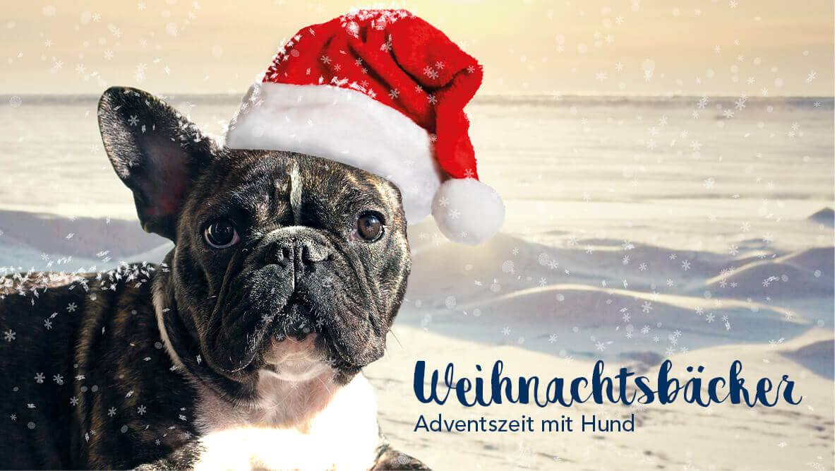 Käthes Weihnachtsbäckerei – Adventszeit für Hunde