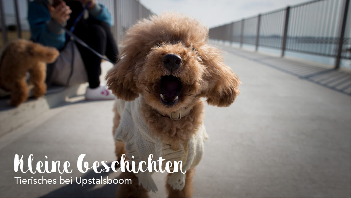 Tierisches bei Upstalsboom