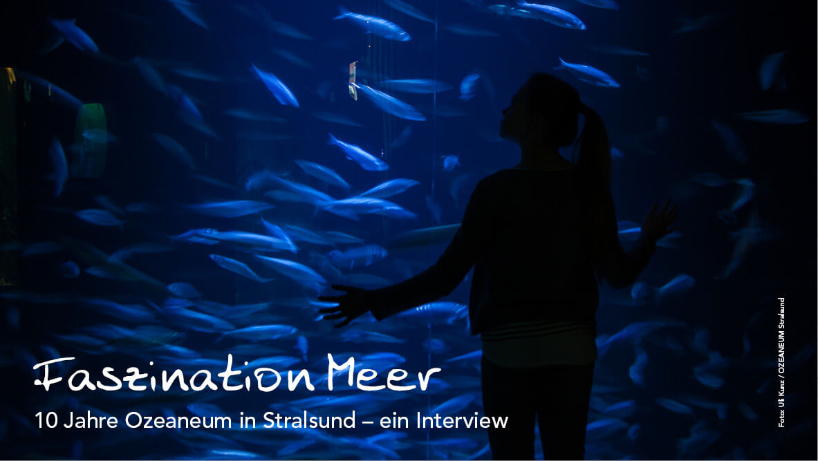 10 Jahre Ozeaneum in Stralsund – Interview