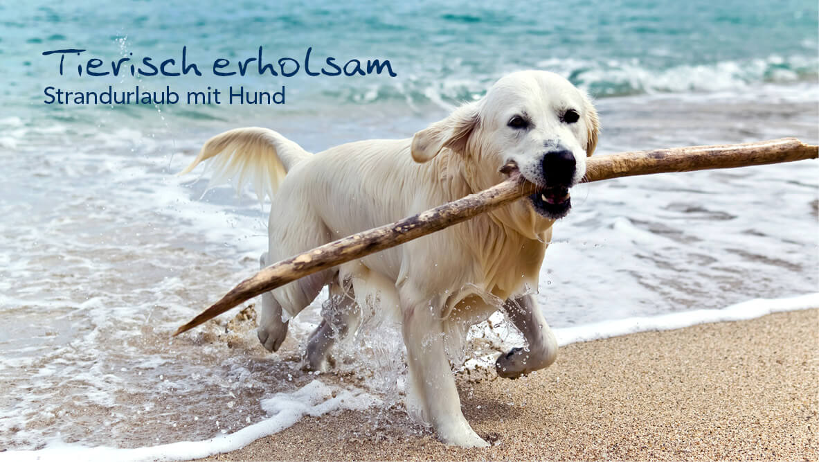 Tierisch erholsam – Strandurlaub mit Hund