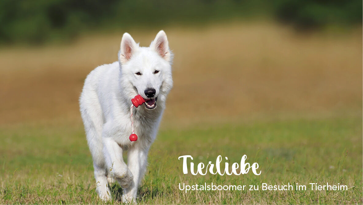Tierliebe – Upstalsboomer zu Besuch im Tierheim