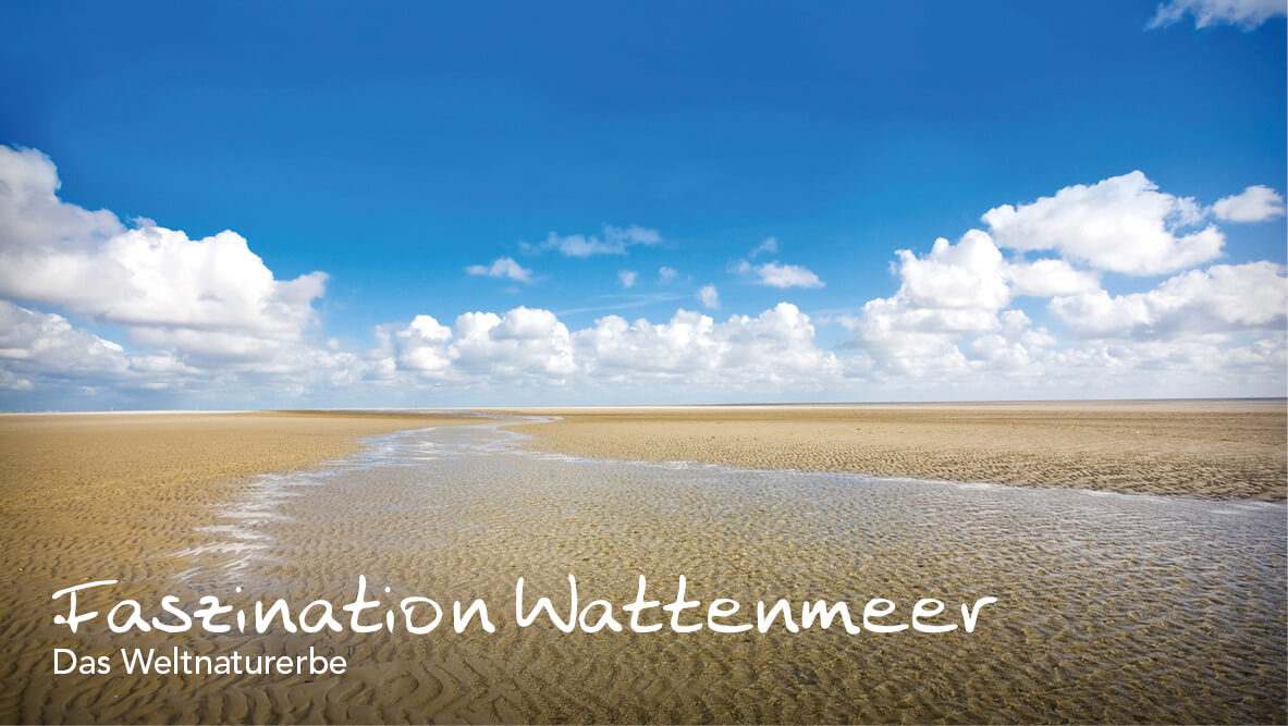 Faszination Wattenmeer: Das Weltnaturerbe